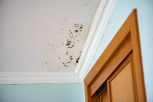 Best Mold Damage Repair  in Ottawa, KS