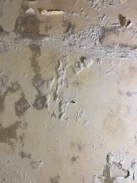 Best Office Mold Removal Services  in Ottawa, KS