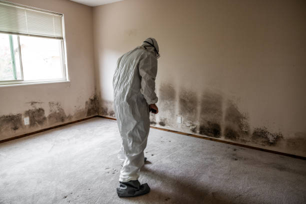 Certified Mold Removal in Ottawa, KS