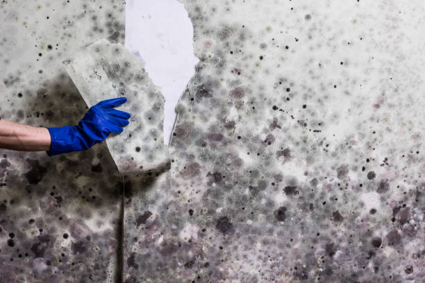 Best Attic Mold Removal  in Ottawa, KS